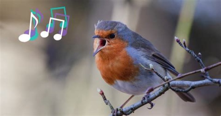 123 like a bird i sing lyrics