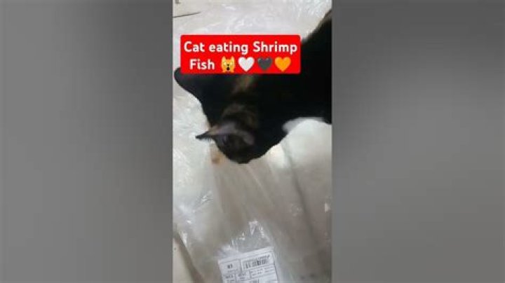 Eating shrimp lyrics
