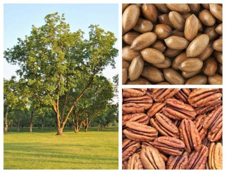 Pecan tree lyrics