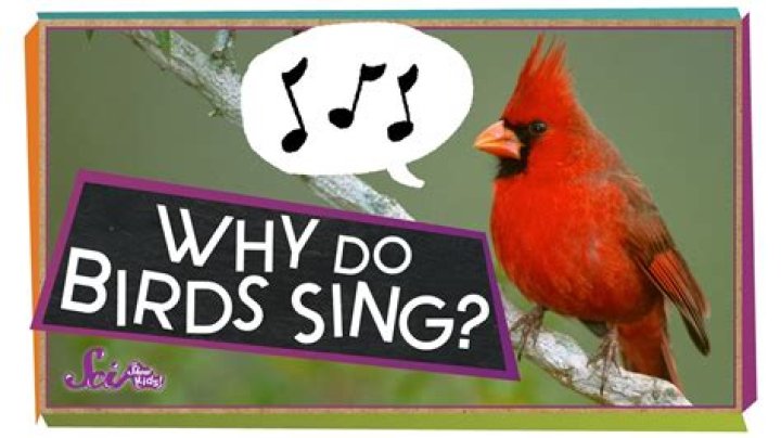 Why do birds sing so well lyrics